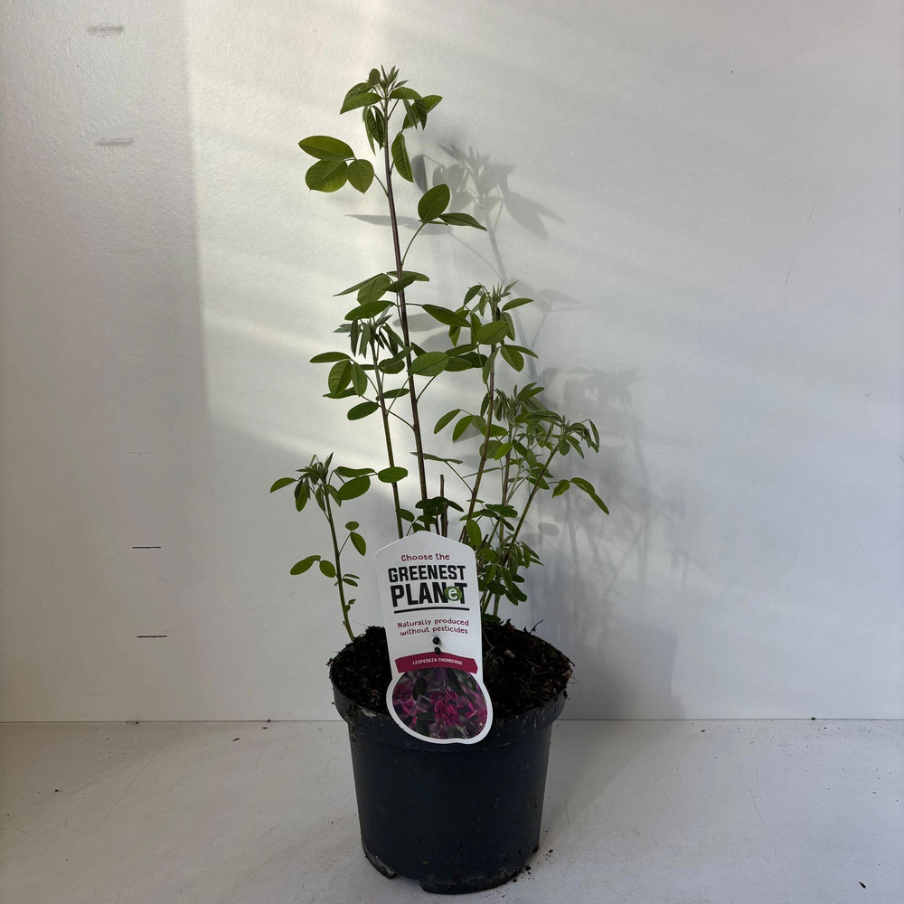 Lespedeza thunbergii.