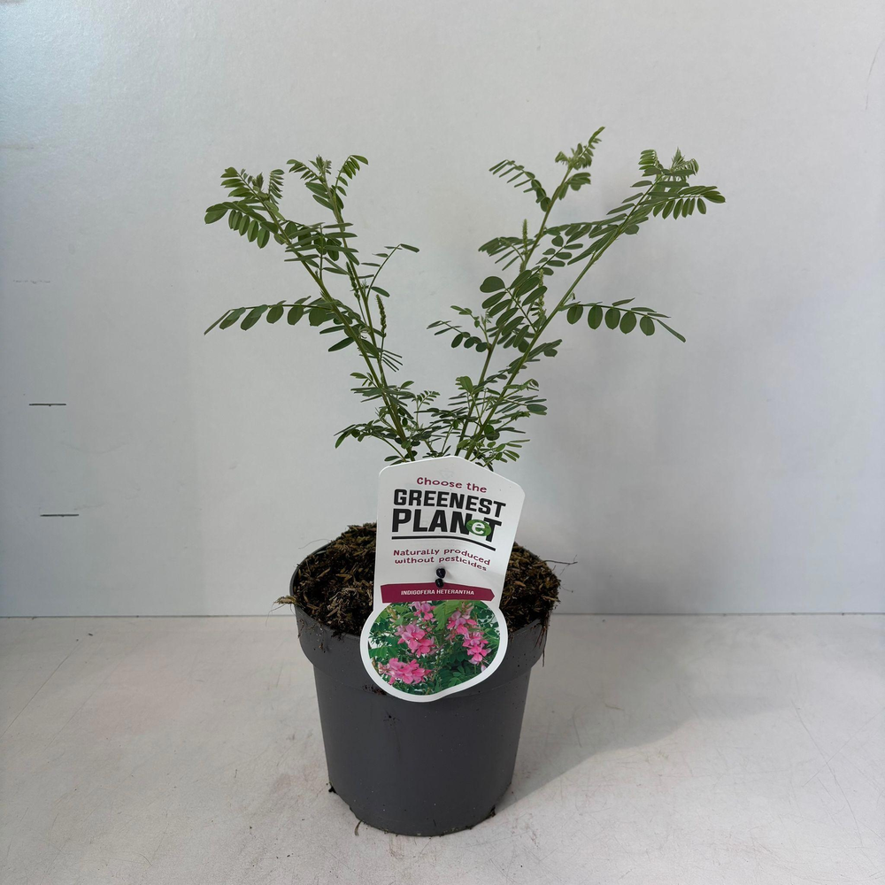 Indigofera heterantha.