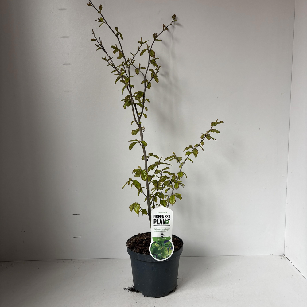 Parrotia persica - gestokt.