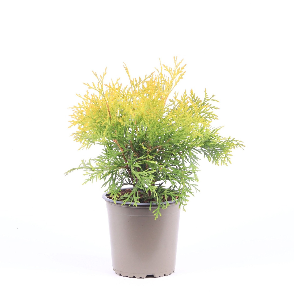 Thuja occidentalis 'Golden Globe'.