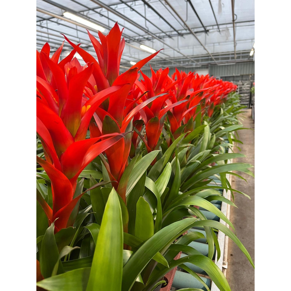 Guzmania Ostara (Decorum).