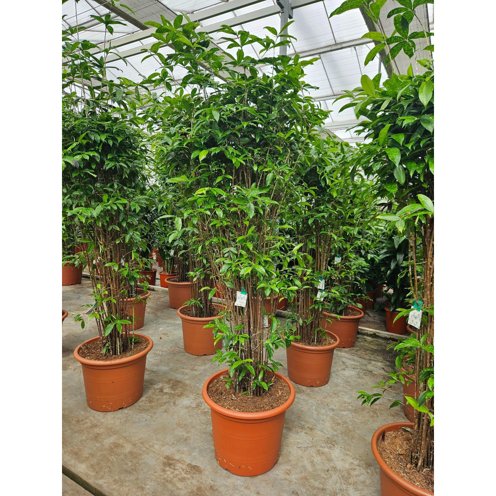 Dracaena Surculosa.