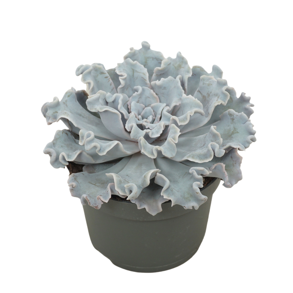 Echeveria crispy beauty 13 cm.