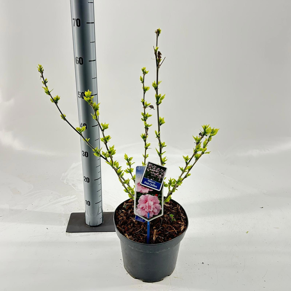 Hibiscus syriacus Pink Chiffon ('Jwnwood4'PBR).