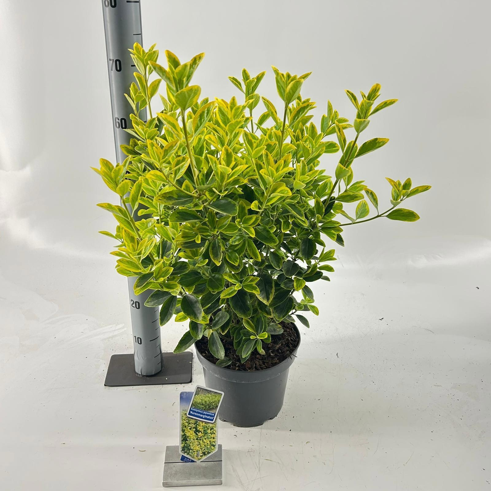 Euonymus jap. 'Aureomarginatus'.