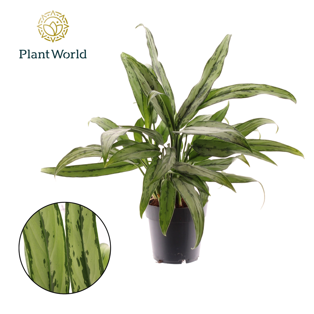 Aglaonema Cutlass (Decorum).