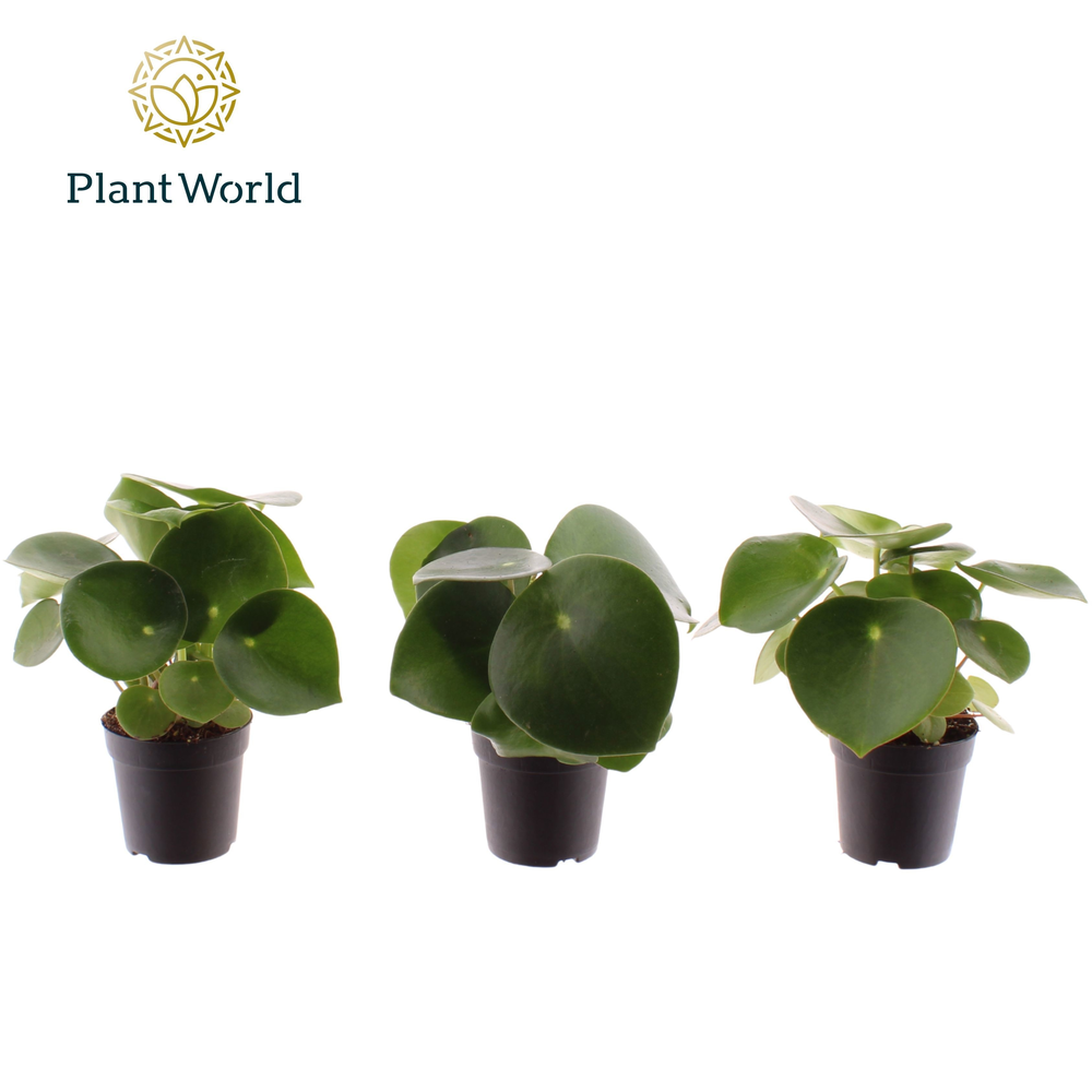 Peperomia Raindrop 7 cm.