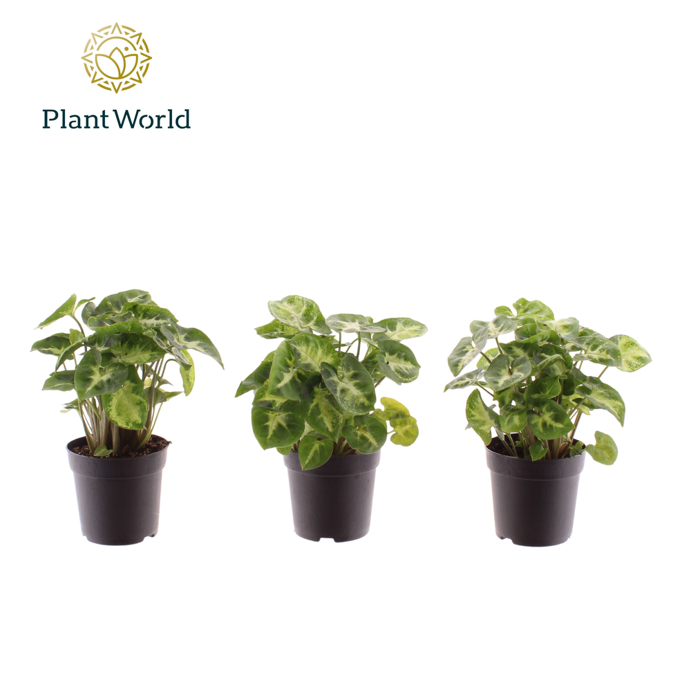 Syngonium Pixie 7 cm.
