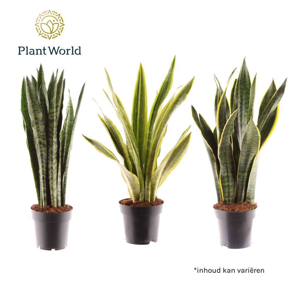 Sansevieria mix.