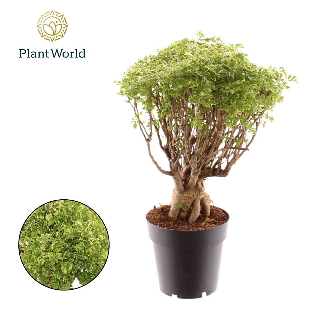 Polyscias Hawaiiana Ming Gold Bonsai (Decorum).
