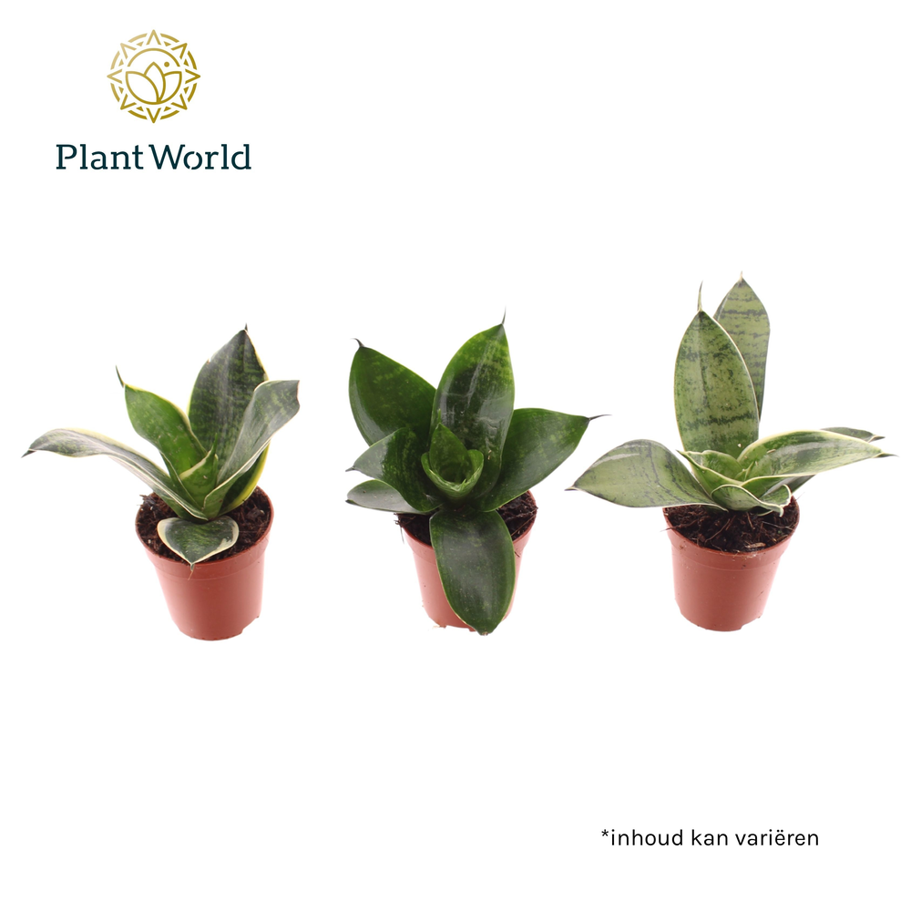Tiny Sanny mix (Sansevieria).
