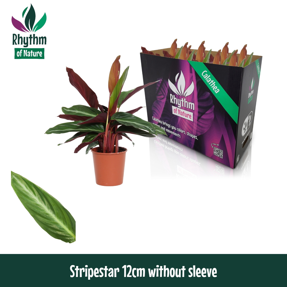 Calathea 12cm Stripestar Rhythm of Nature zonder h.