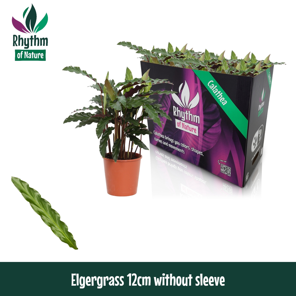 Calathea 12cm Elgergrass Rhythm of Nature zonder h.