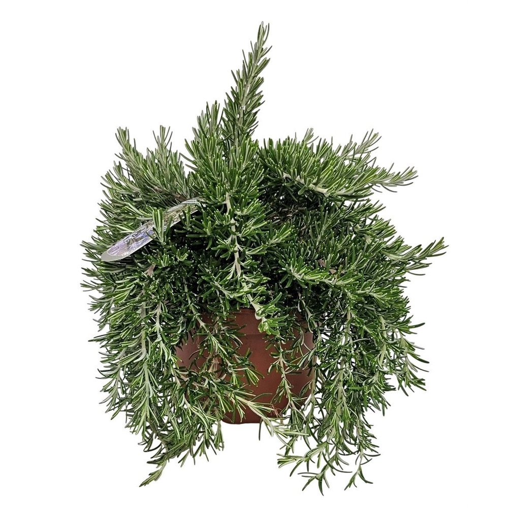 Rosmarinus Prostratus Bush - 1154.