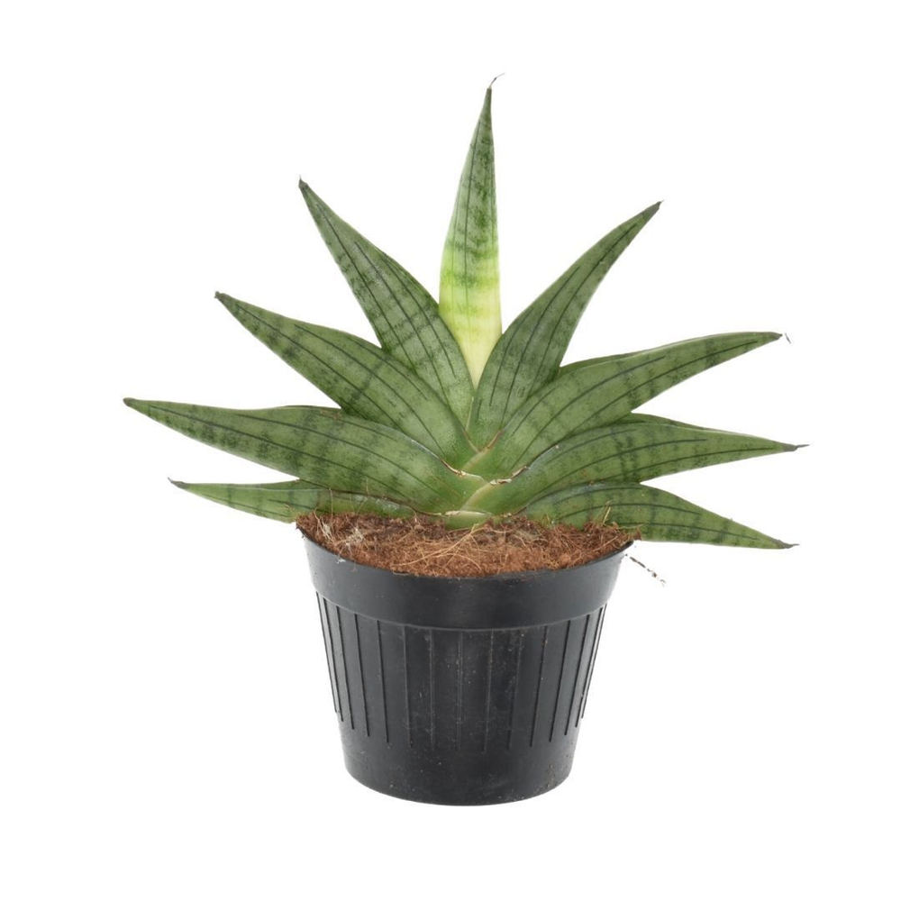 Sansevieria Helios P10,5.