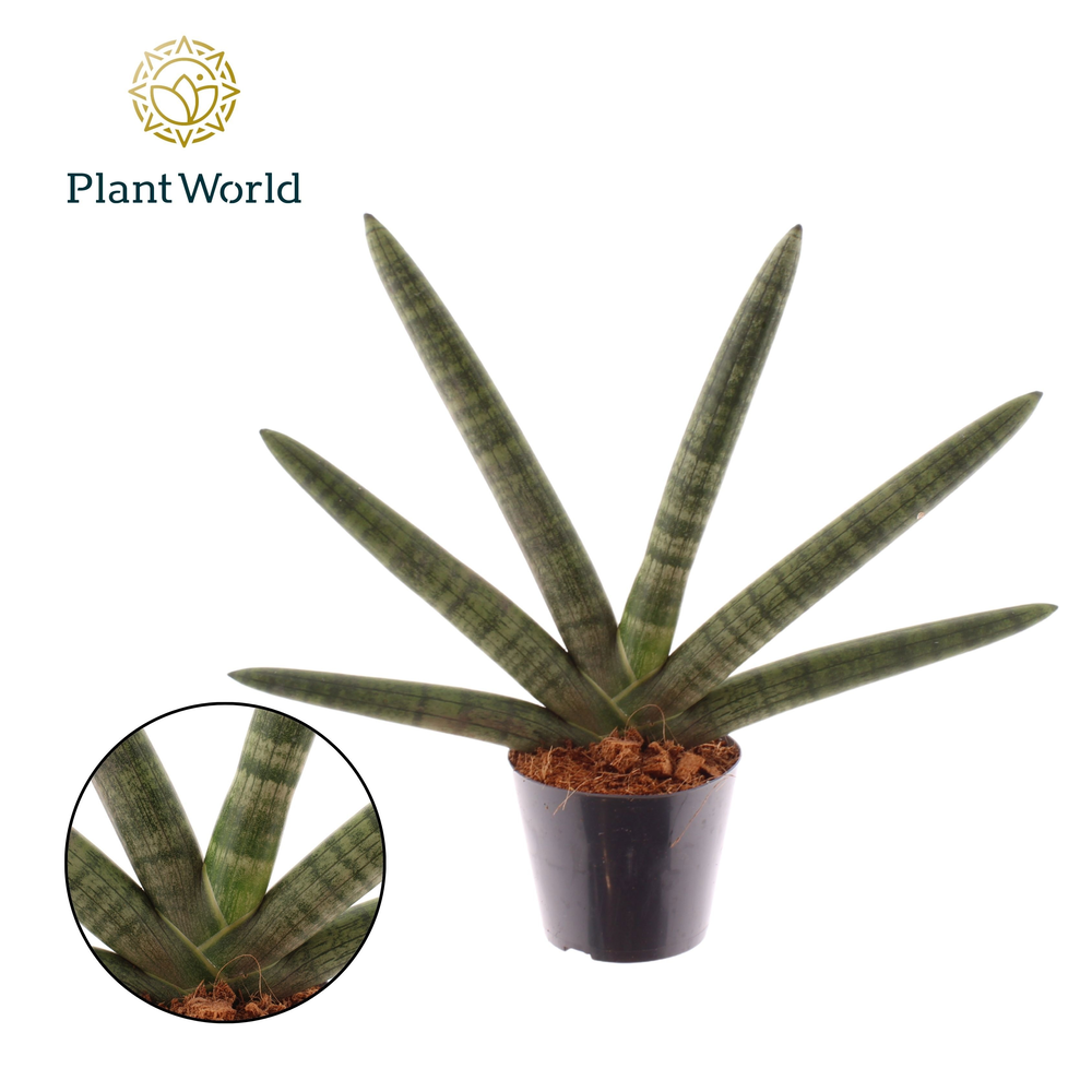 Sansevieria Skyline P10,5.