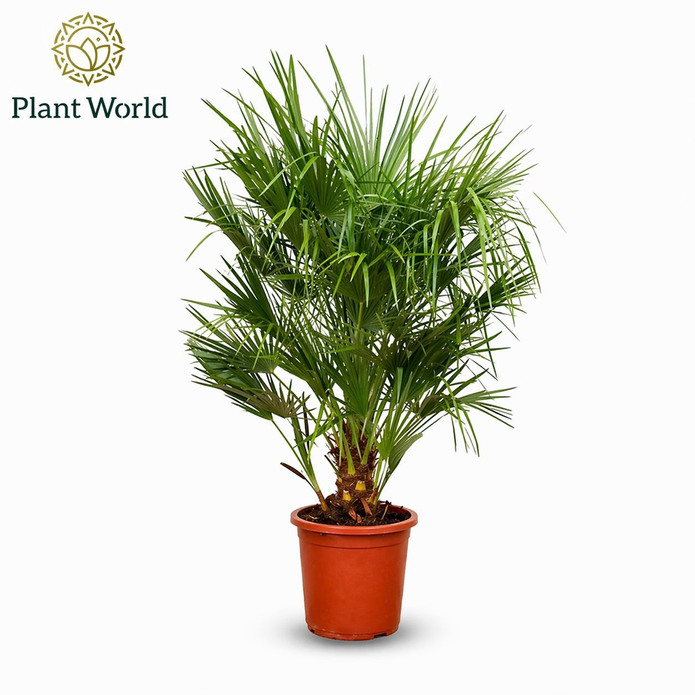 Chamaerops humilis / Eagle palm P30 160-170cm.