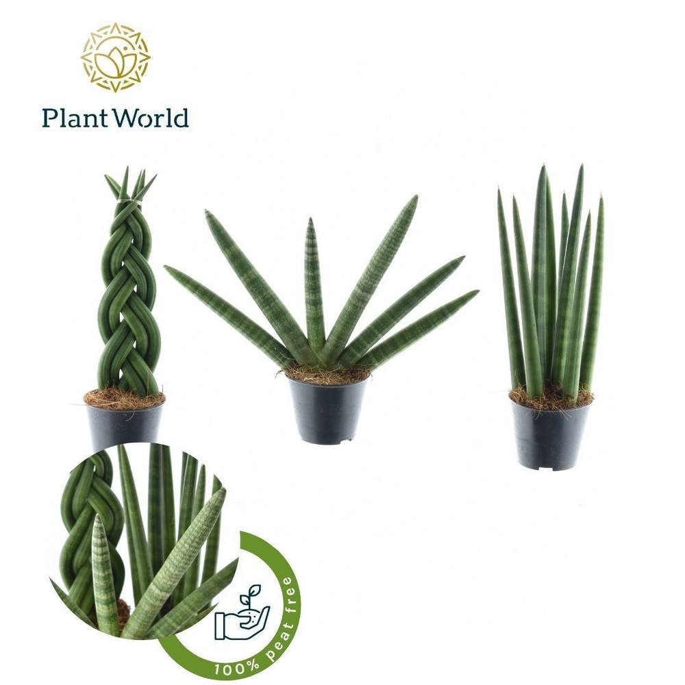 Sansevieria mix Gibson P8,5.