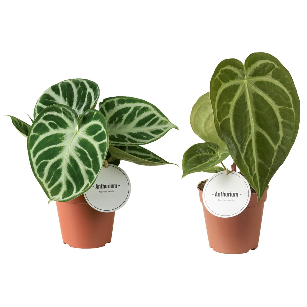 Anthurium Mix.