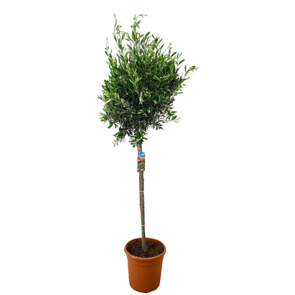 Olea europaea.