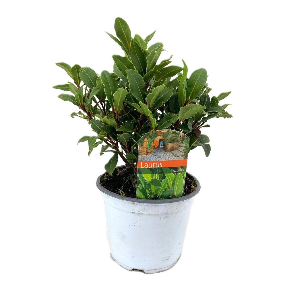 Laurus nobilis.