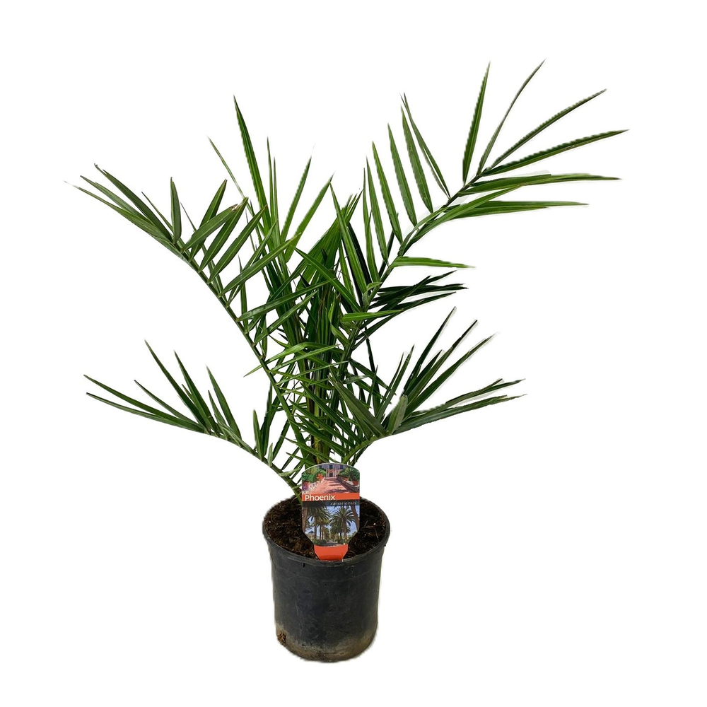 Phoenix canariensis.