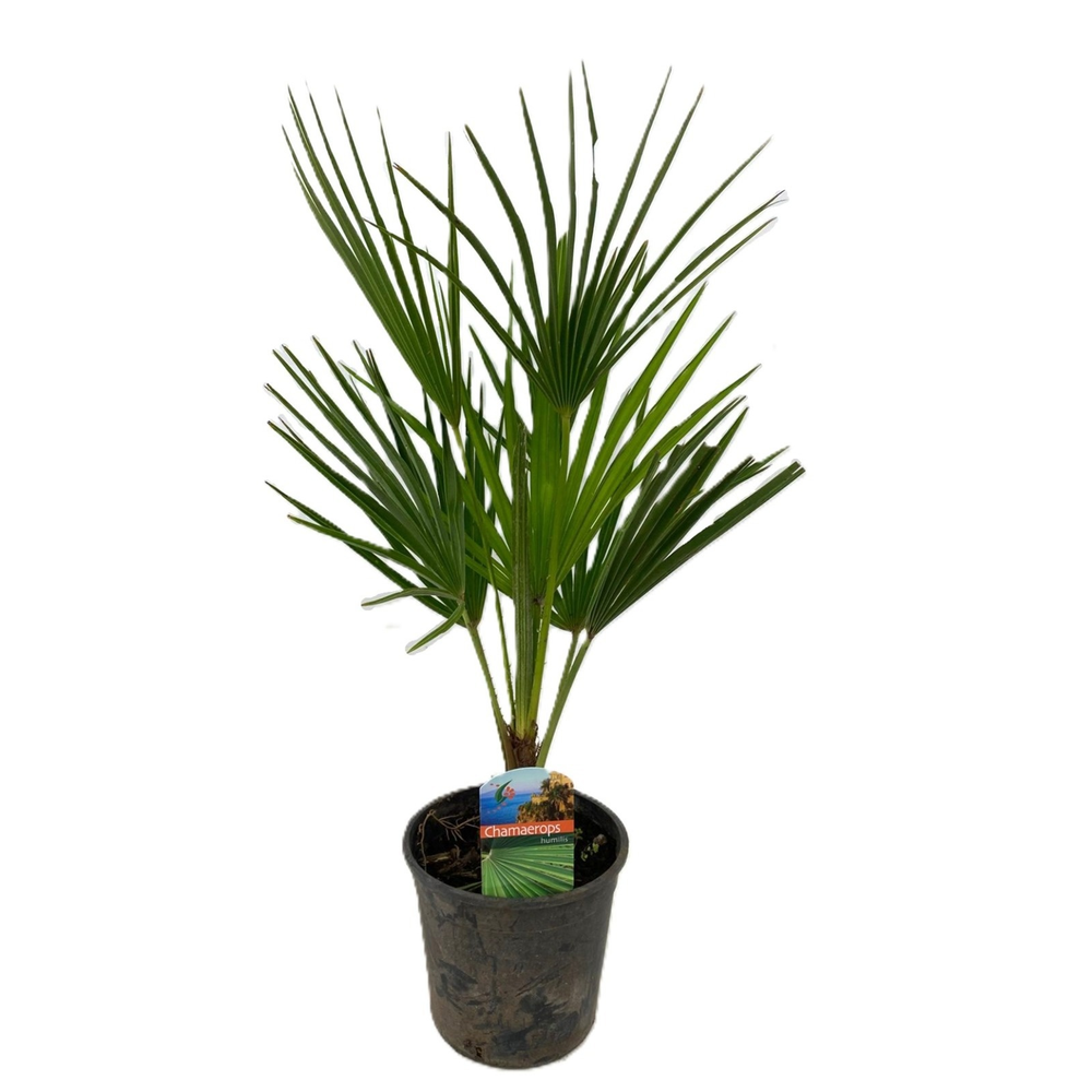 Chamaerops humilis.