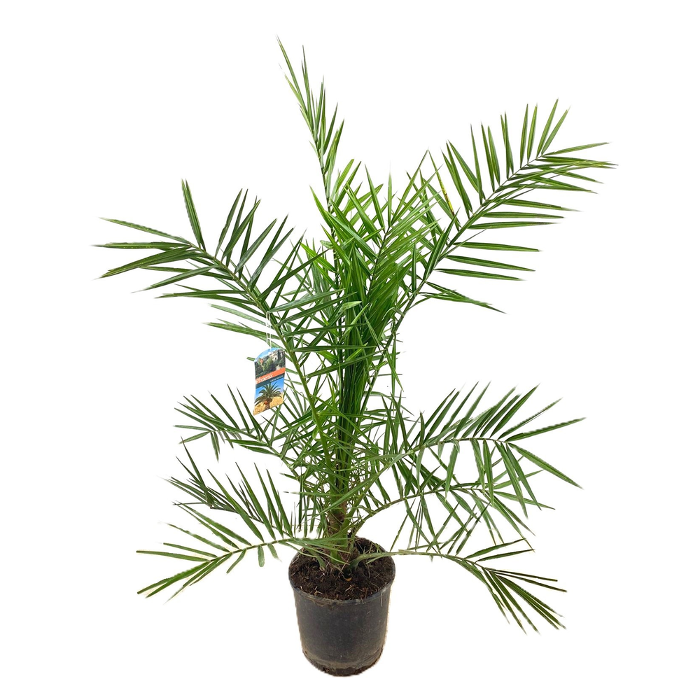 Phoenix canariensis.