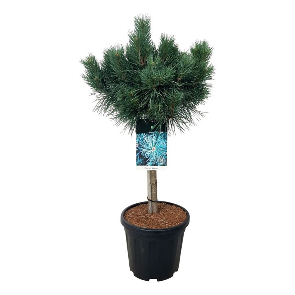 Pinus sylv. 'Watereri'.