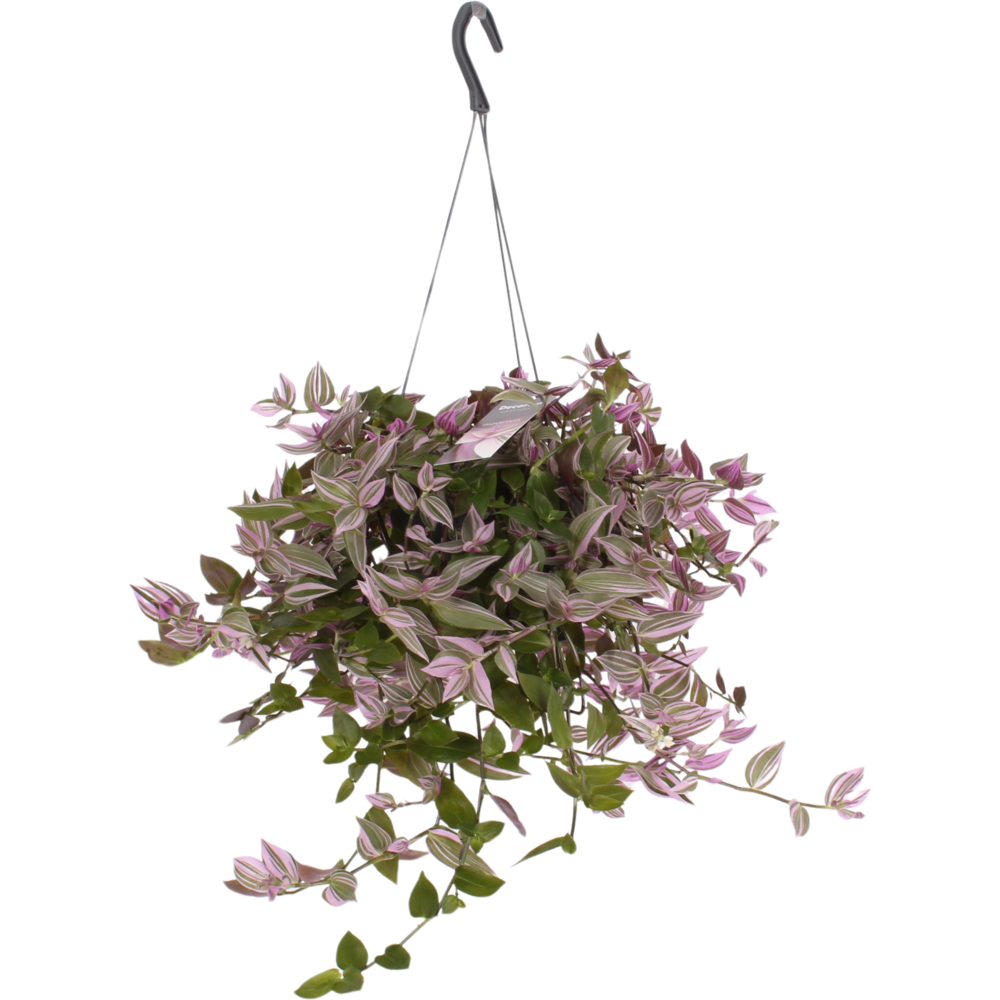 Tradescantia fluminensis 'Pink Hill'.