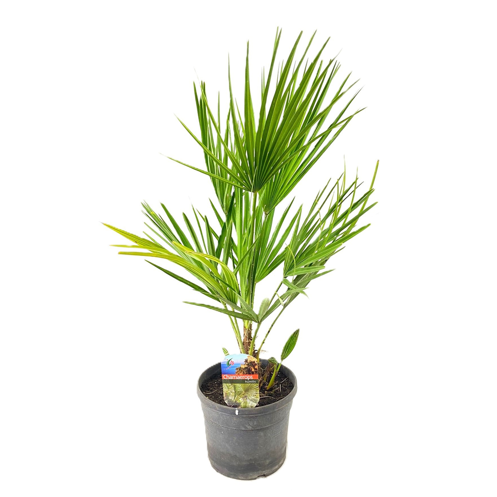 Chamaerops humilis.