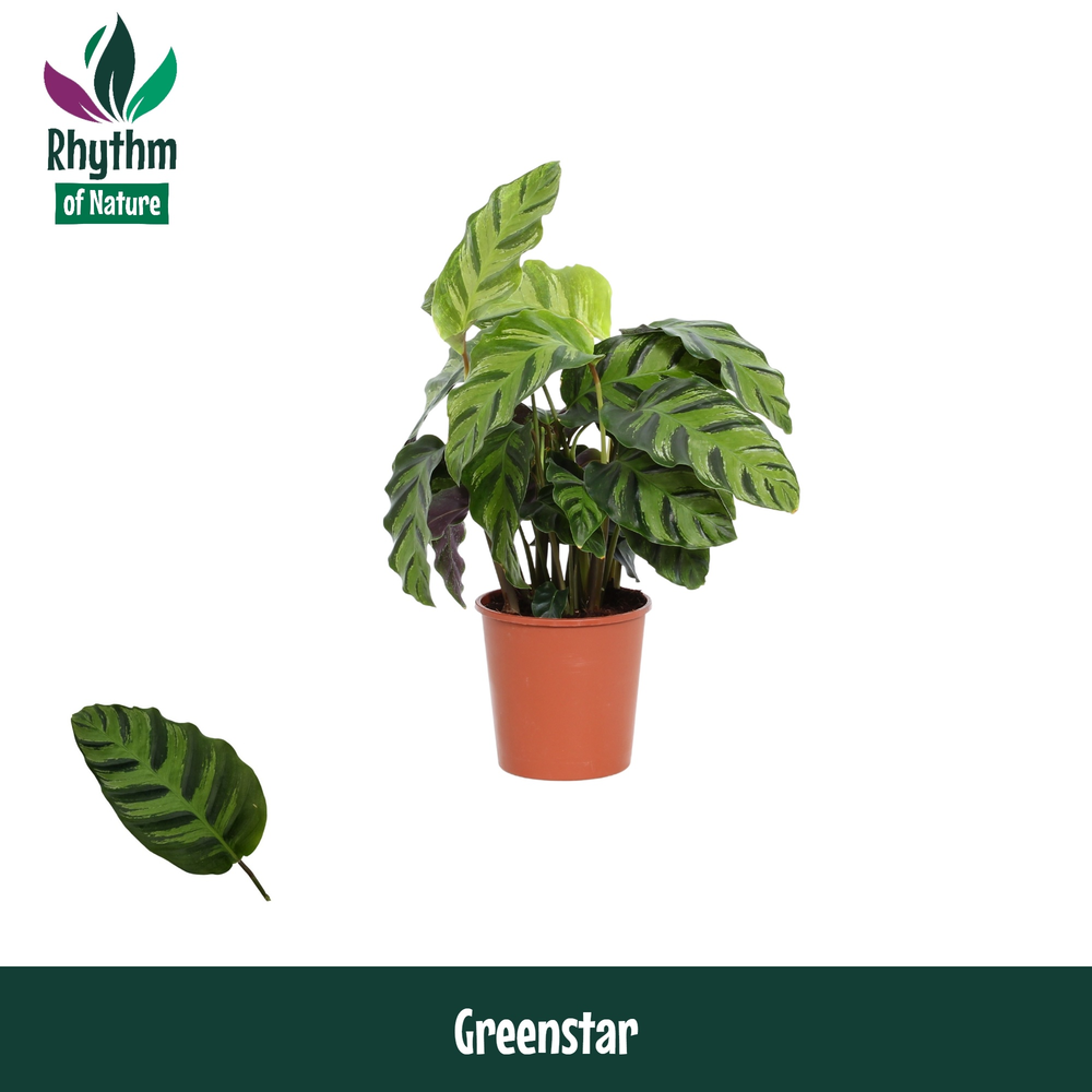 Calathea 12cm Greenstar Rhythm of Nature.