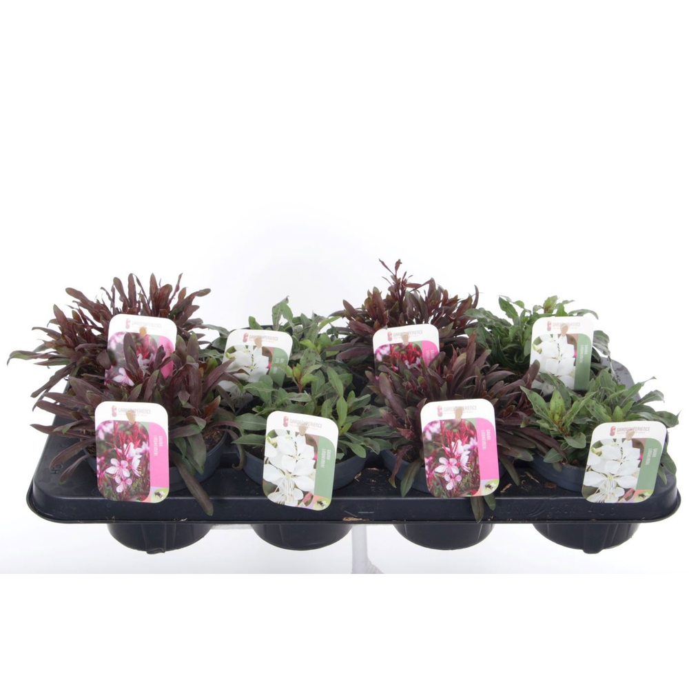 Gaura lind. mix.