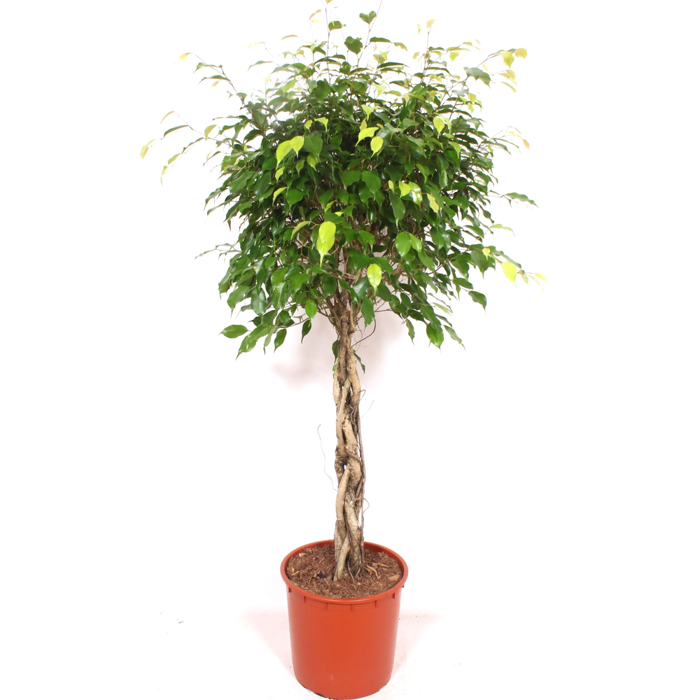 Ficus Exotica.