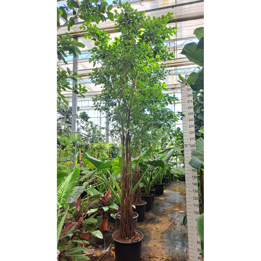 Ficus Natalensis Lynn multistam met luchtwortels.