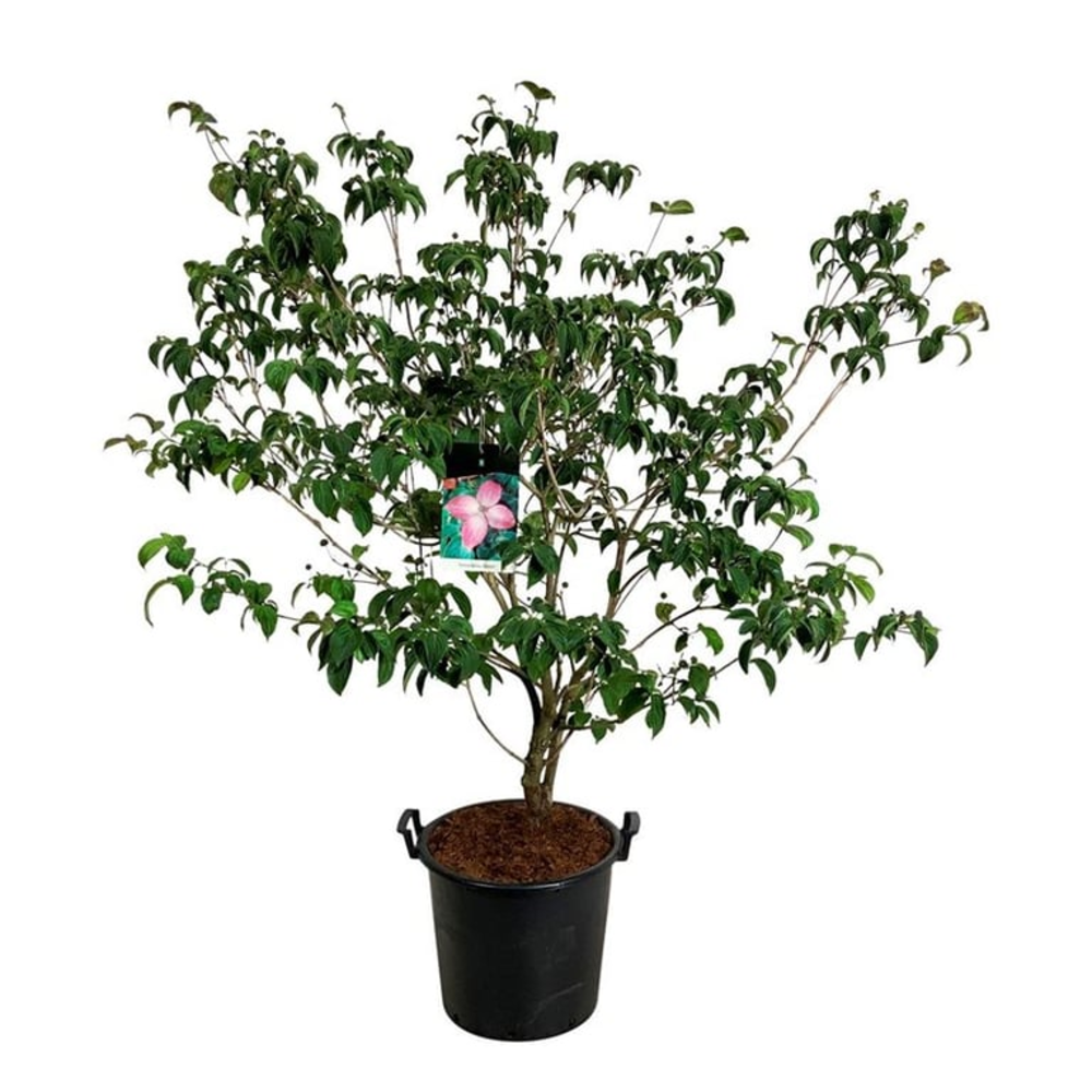 Cornus kousa 'Satomi'.
