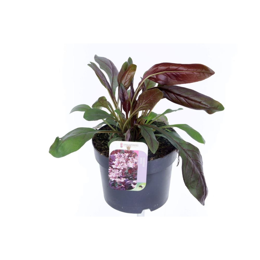 Penstemon Dakota Burgundy.