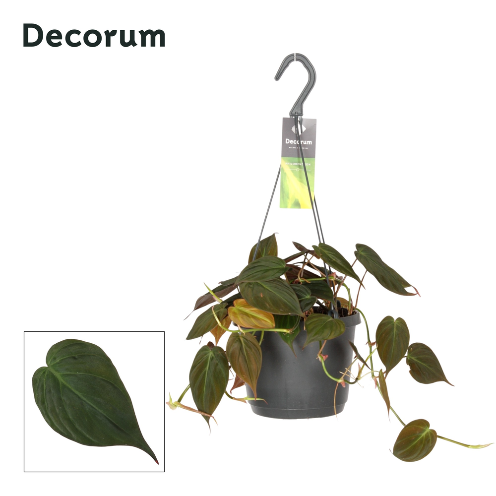 Philodendron scandens gemengd.