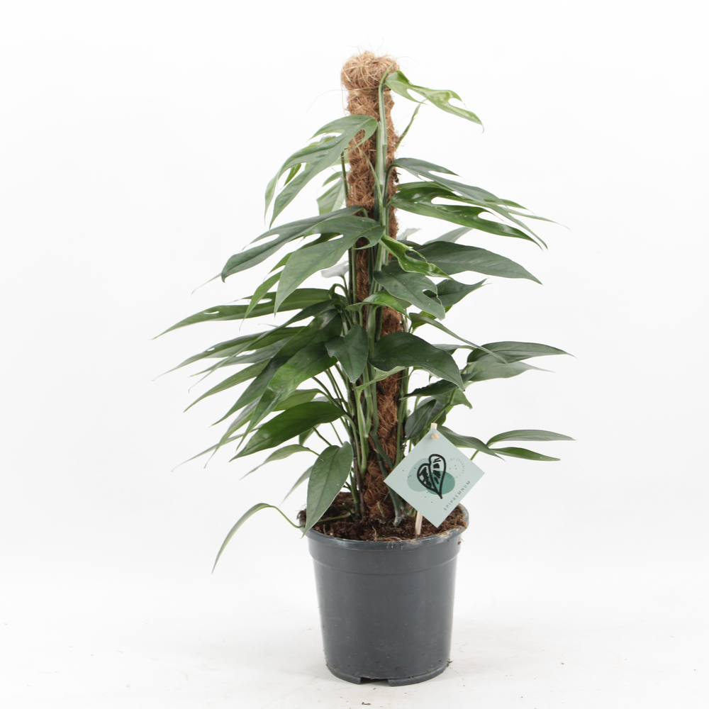 Epipremnum Pinnatum Baltic Blue.