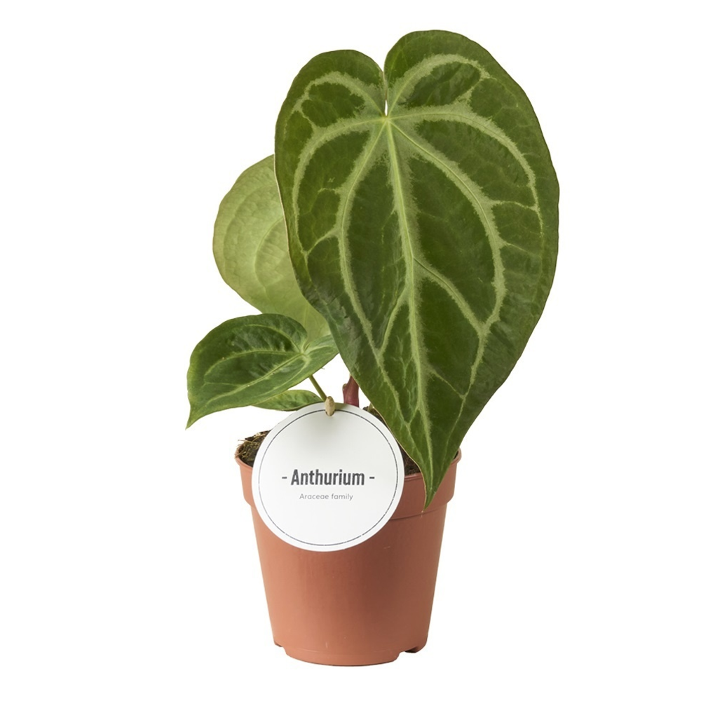 Anthurium Magnificum.