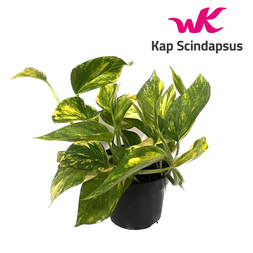 Scindapsus (Epipremnum) pinnatum HiColor.