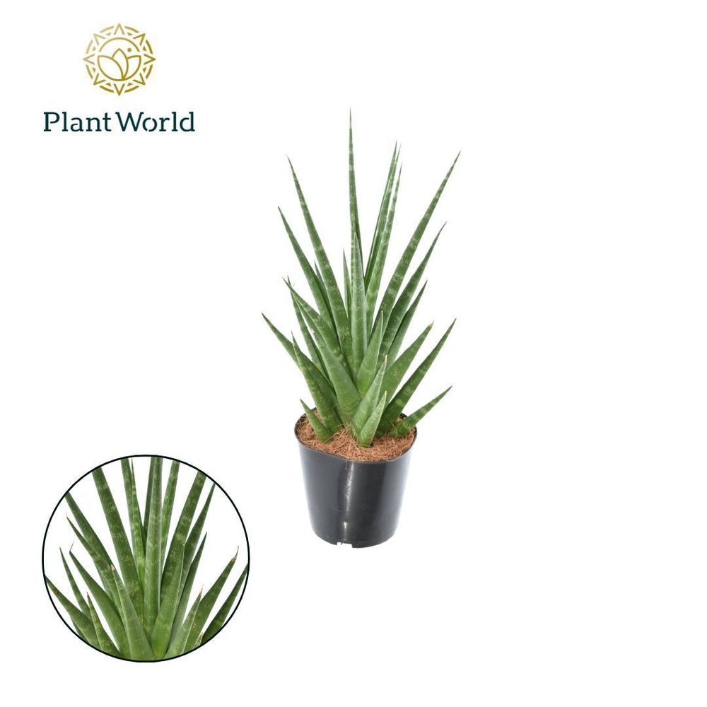 Sansevieria Dancing Queen P12.