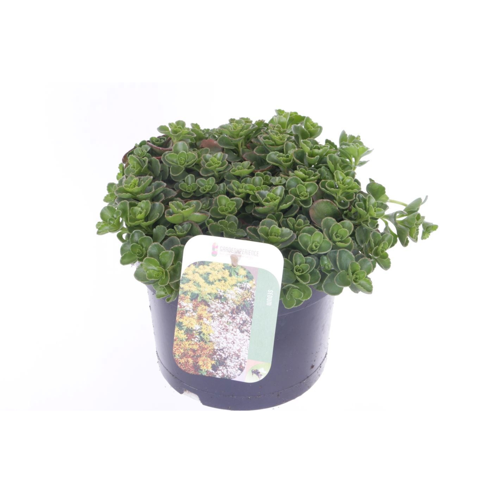Sedum spurium Coccineum.
