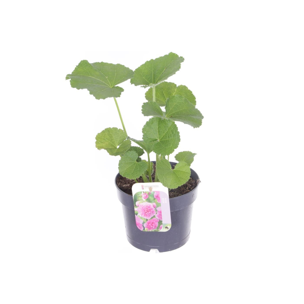 Alcea rosea Chart. Double Rose.