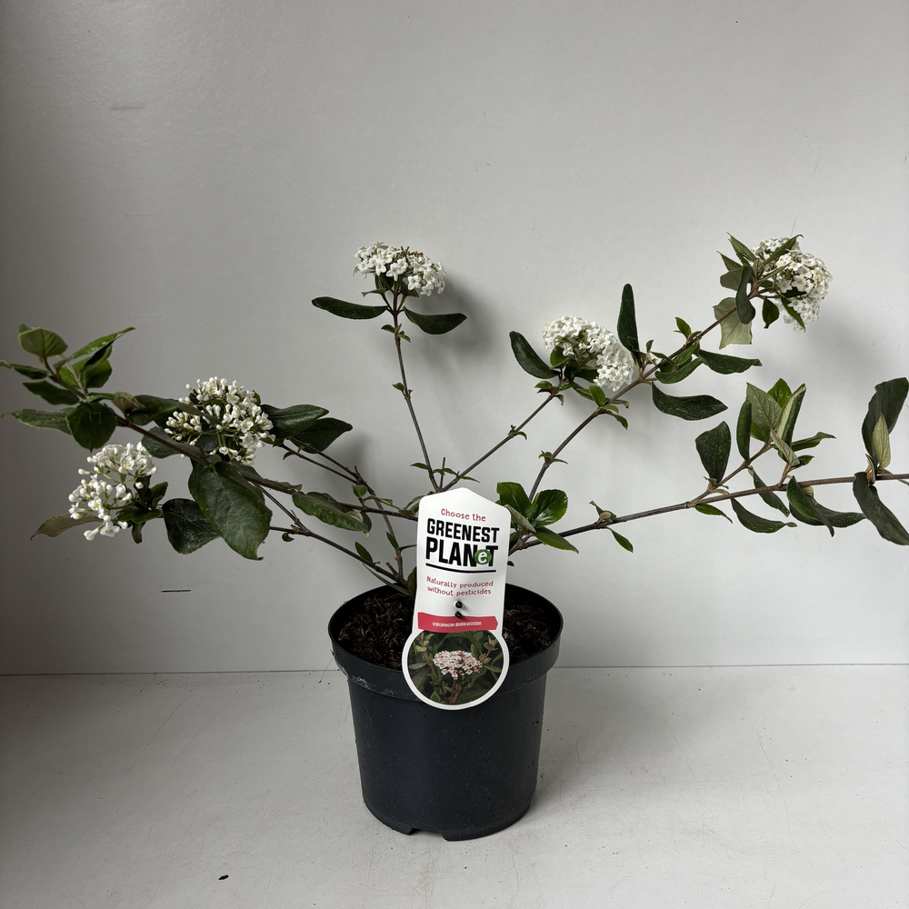 Viburnum burkwoodii.