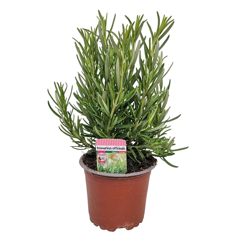 Rosmarinus Officinalis Bush - 1154.
