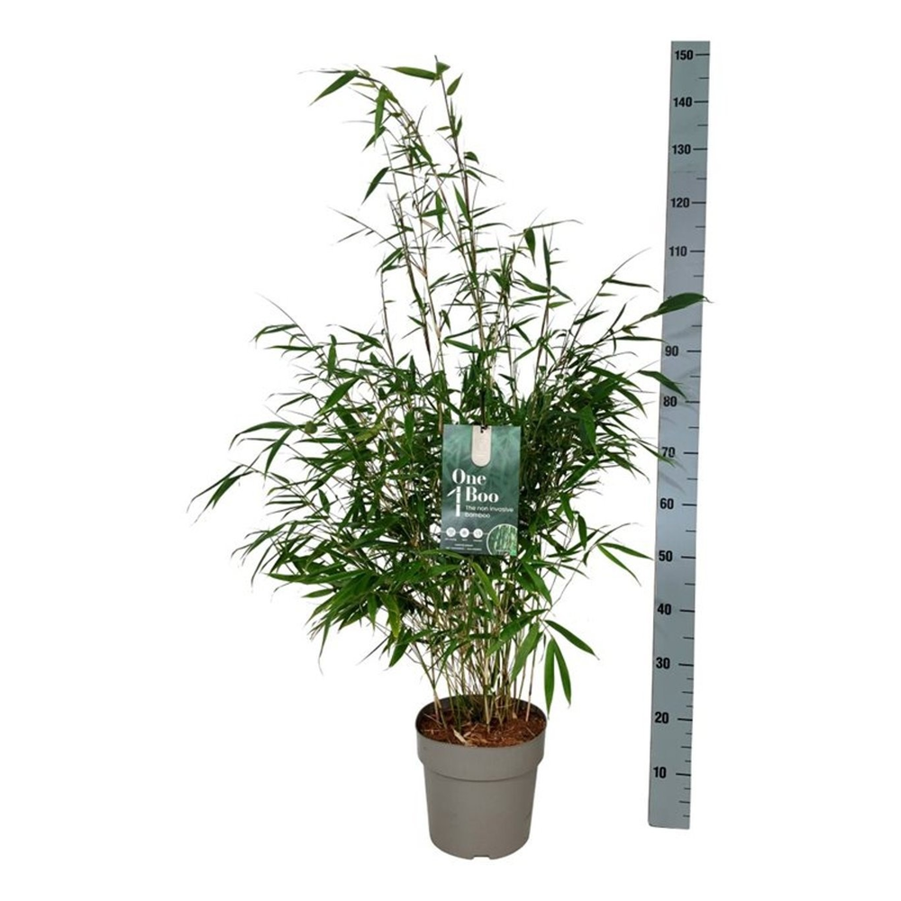 Fargesia robusta 'Pingwu'.