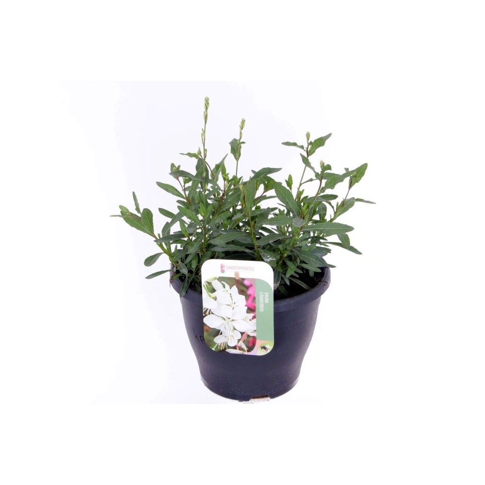 Gaura lind. Gaudi Medium White.