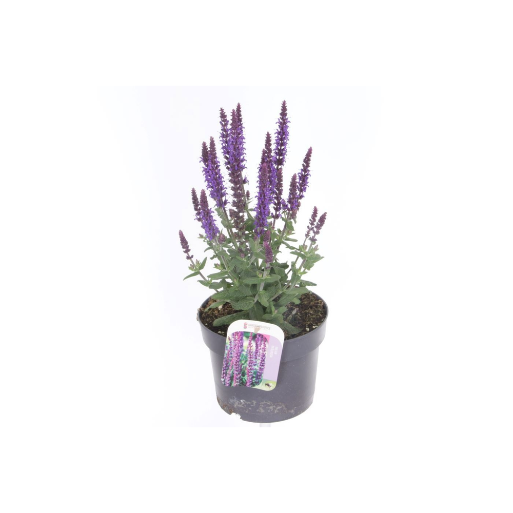 Salvia nemorosa Sensation Violet.