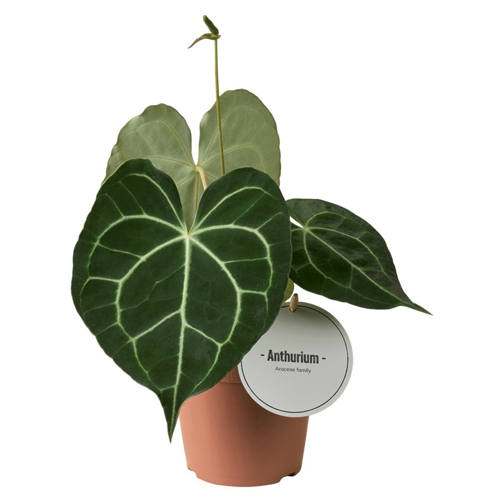 Anthurium Clarinervium.